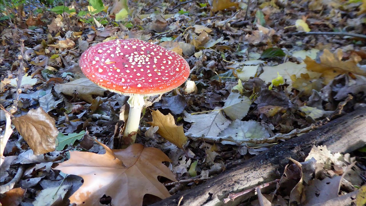 Herfstwandeling