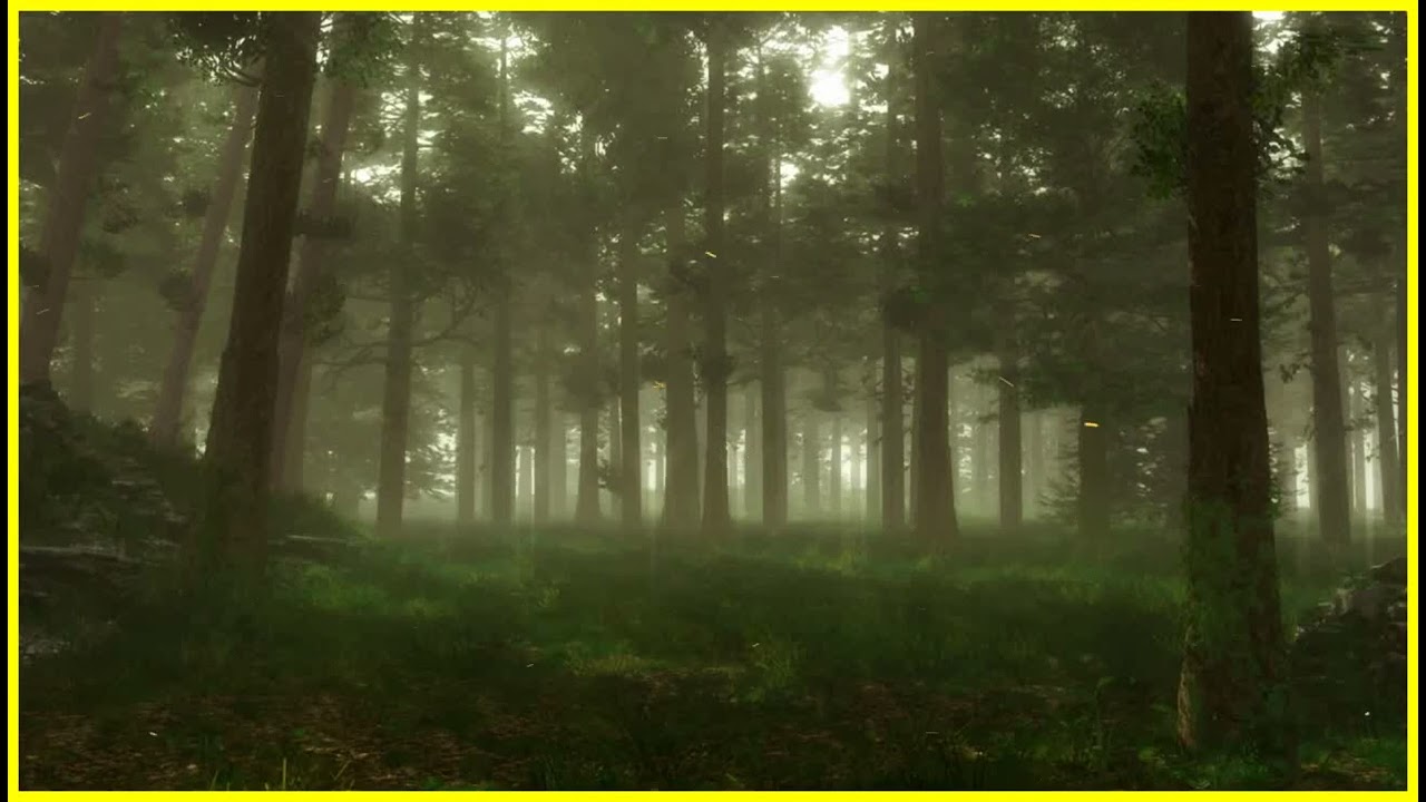 Woodland Ambience, Bird Song | Forest Sounds
