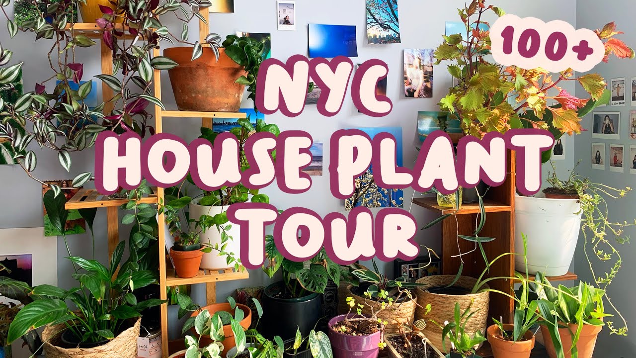 SUMMER 2021 HOUSE PLANT COLLECTION TOUR | 100+ Plants in My NYC Apartment 🌿