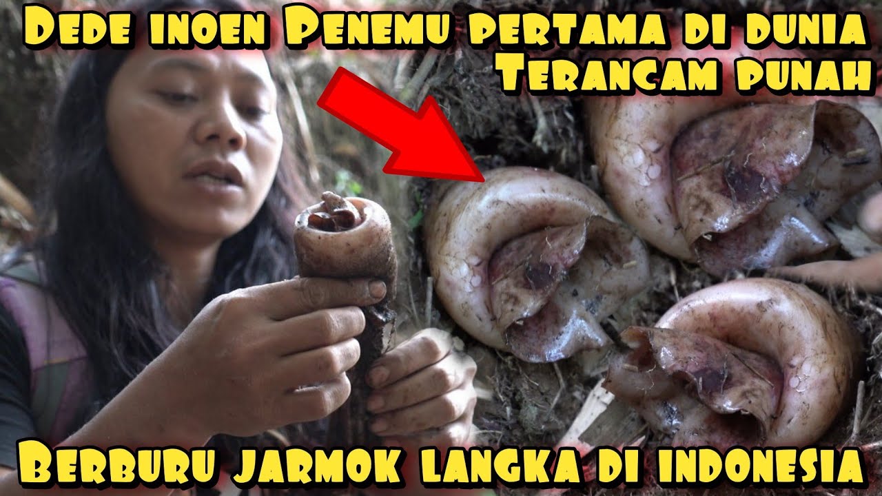BERBURU JARMOK YANG DILINDUNGI DI INDONESIA