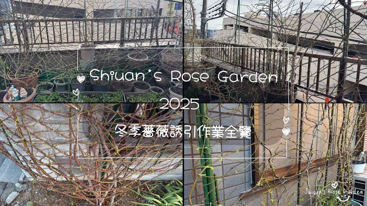 Shiuan’s Rose Garden 2025 冬季玫瑰誘引作業全覽　#バラの誘引作業