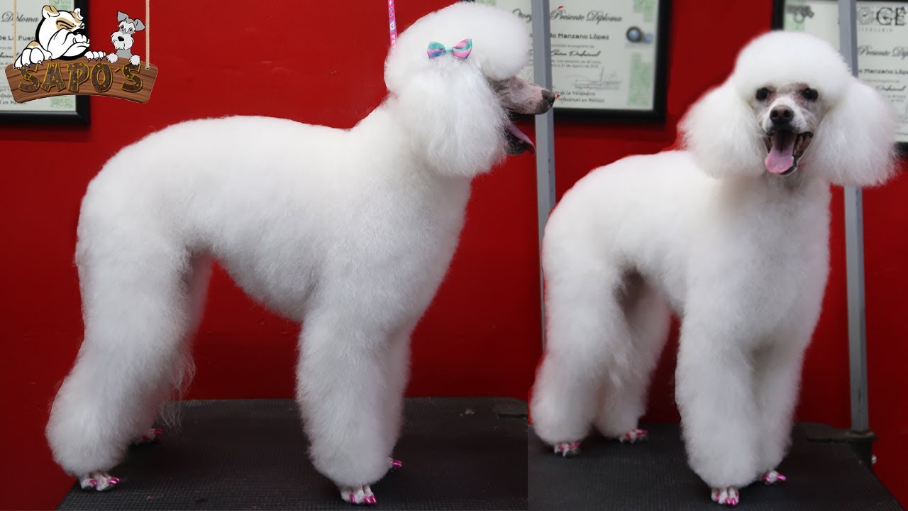 Poodle / Caniche peluquería canina #Petgrooming