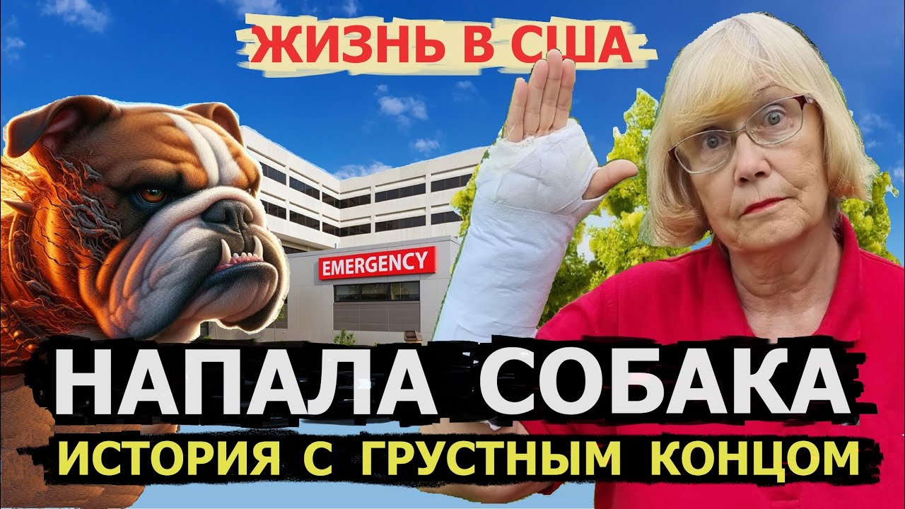 Жизнь в США. Нападение бойцовой собаки на бордер колли. Американская деревня.