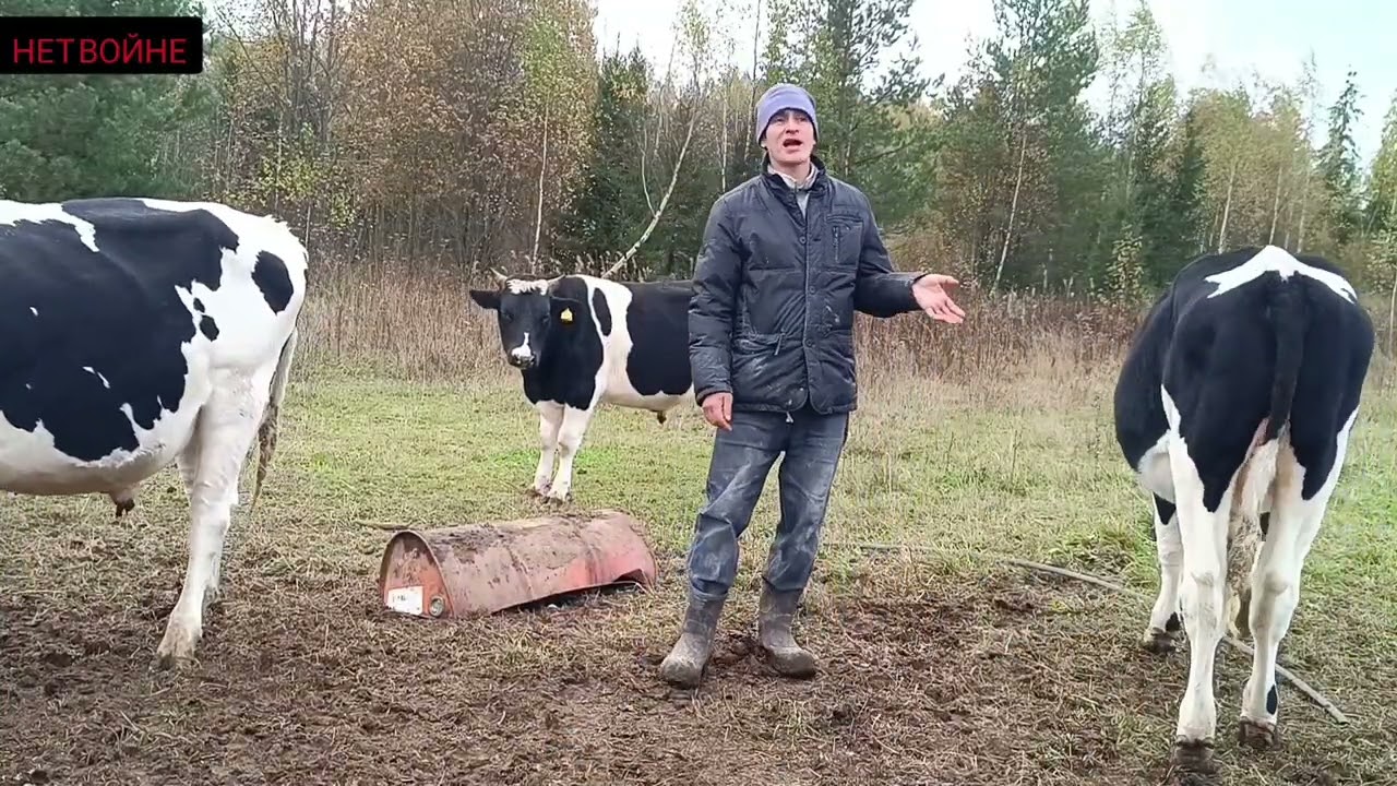Продал ещё 2 бычков. Цены.