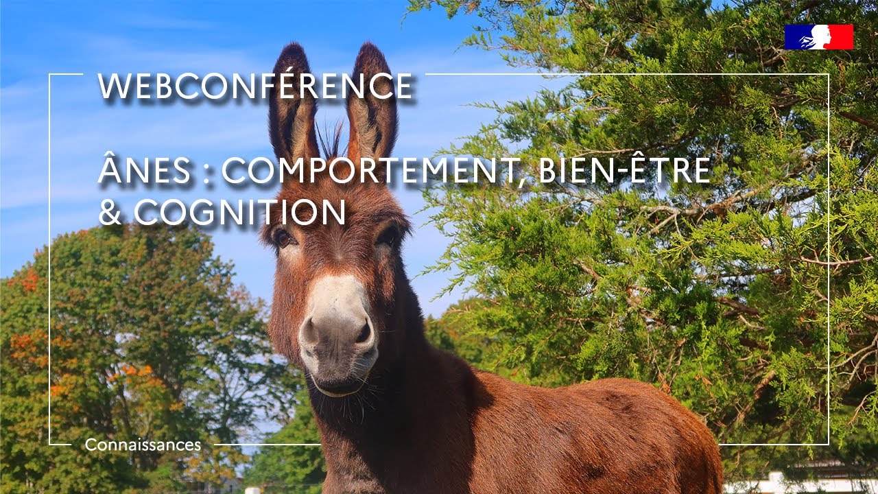 Ânes : comportement, bien-être & cognition - Alice Ruet
