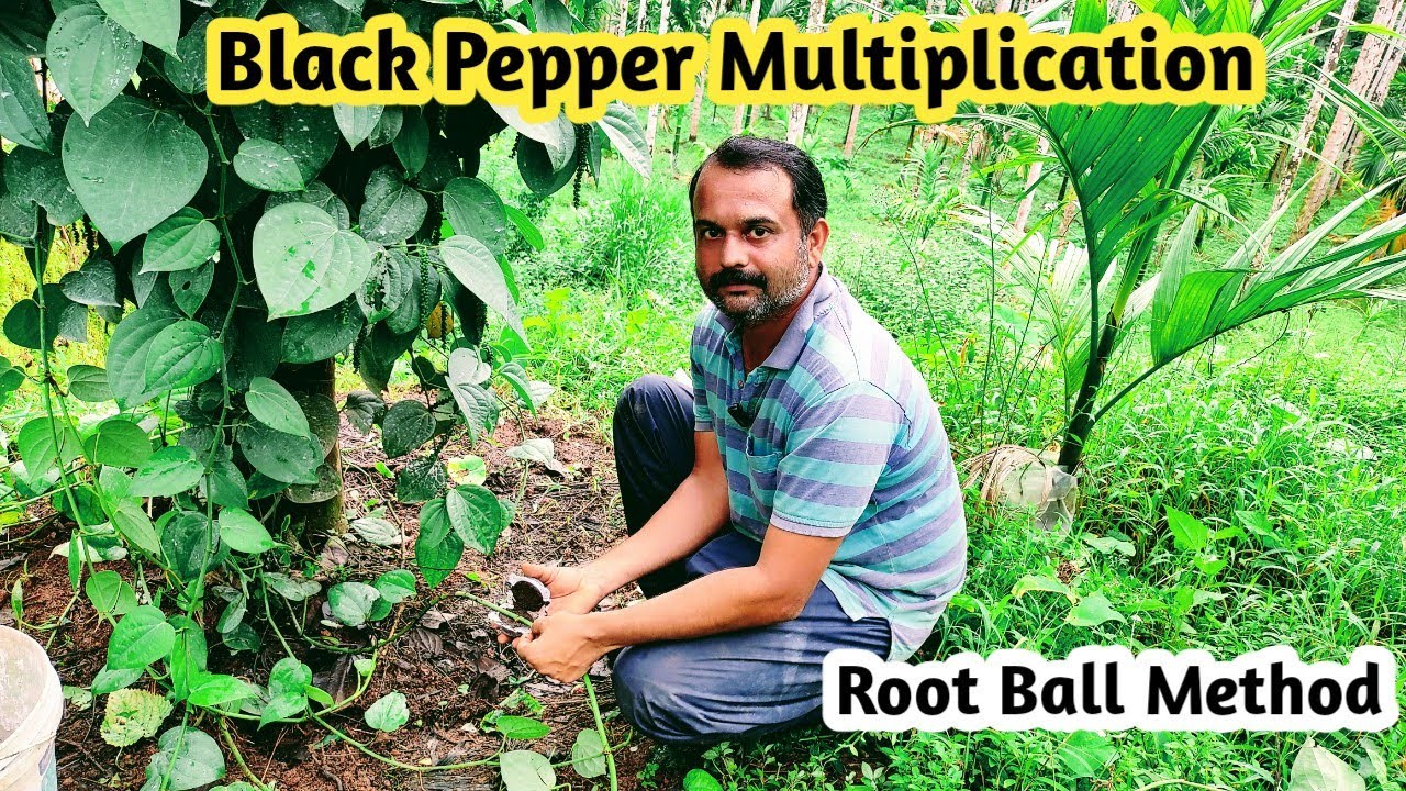 Black Pepper Multiplication | Root Ball Method