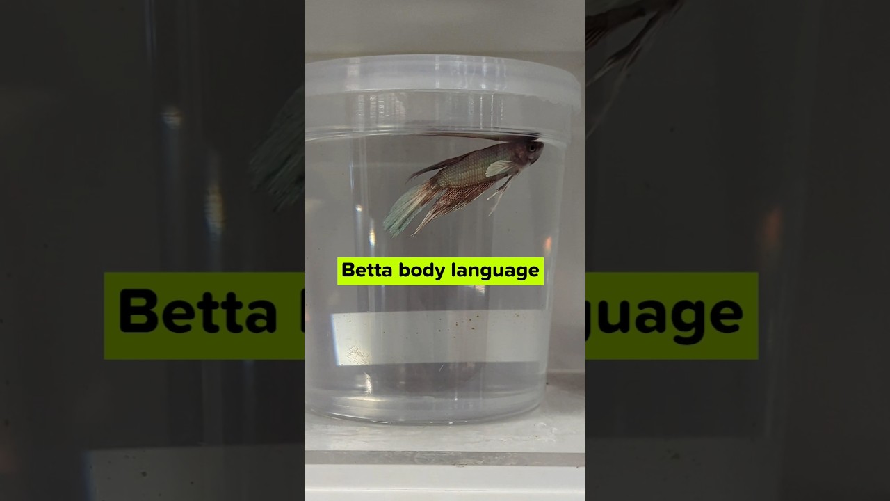 Clamped fins on betta fish