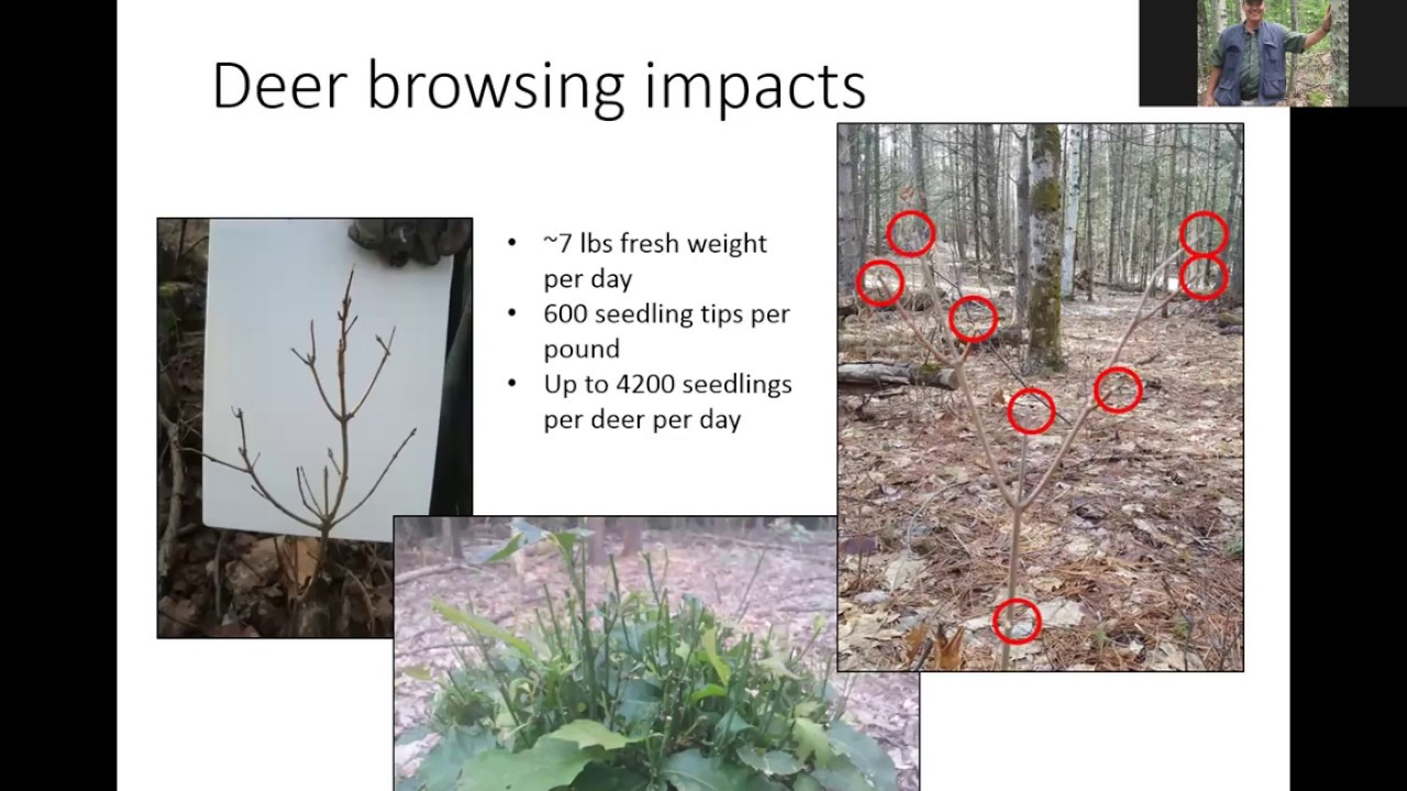 Woodlot Regeneration: Strategies to Grow Trees and Limit Deer Impacts