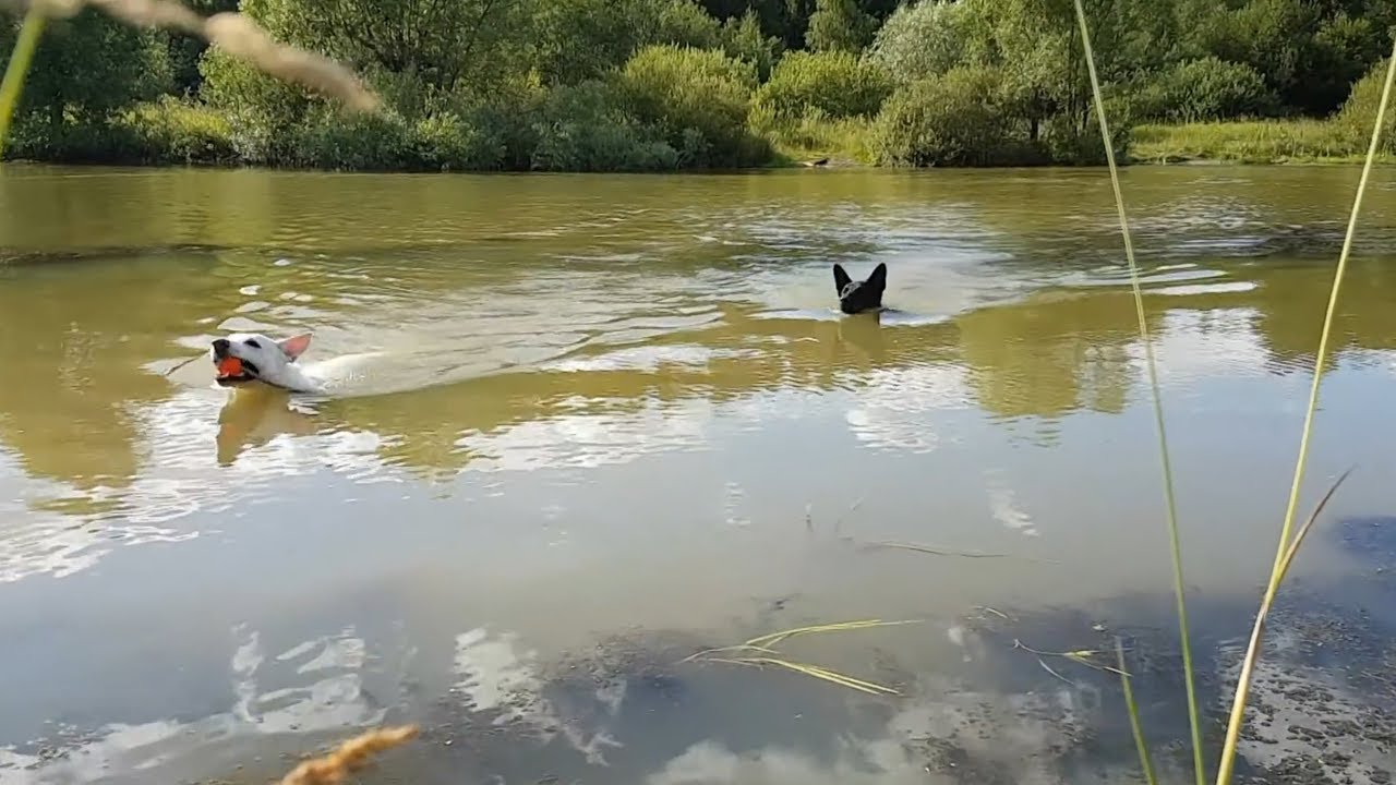 ДТ 37. Зачем учить собаку плавать?