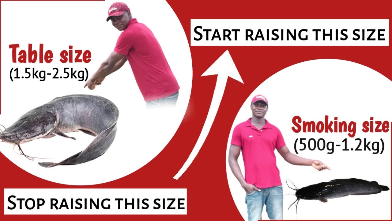 Stop raising table size catfish and start raising smoking size catfish in NIGERIA || Find out why!!