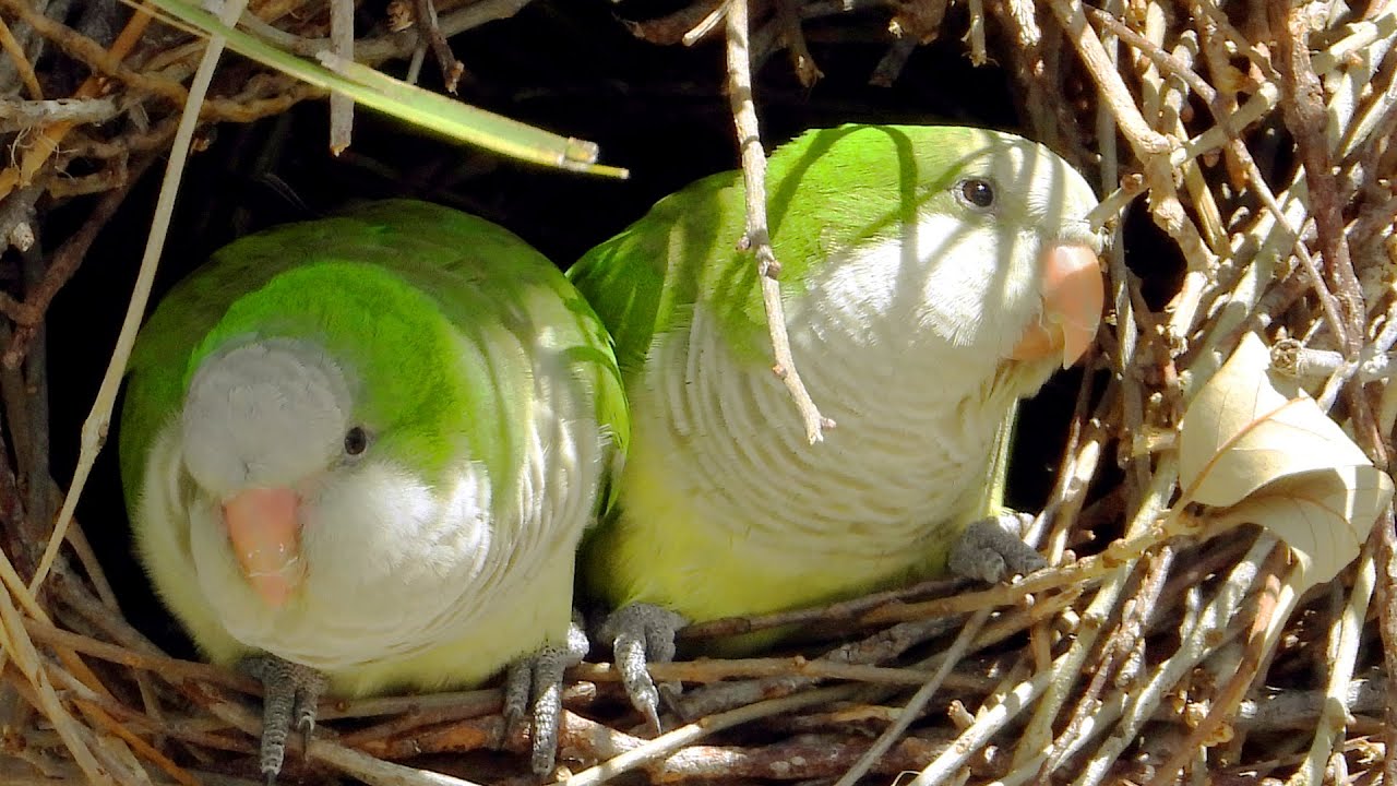 🌿Sound Of Wild Parakeets