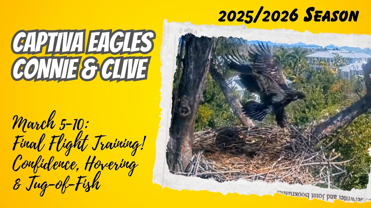 Final Flight Training! Confidence, Hovering & Tug-of-Fish | Captiva Nest Connie & Clive (3/5–3/10)