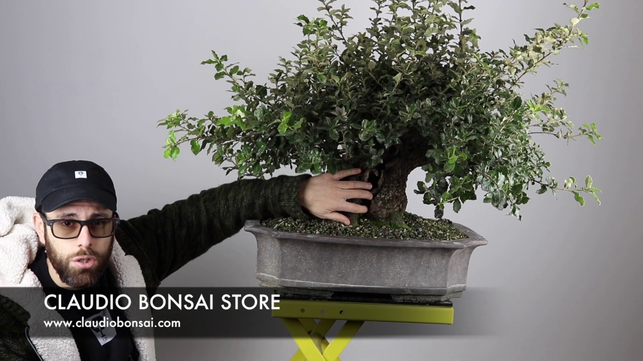POTATURA DI RIENTRO LECCIO BONSAI CB (MOSTRO)
