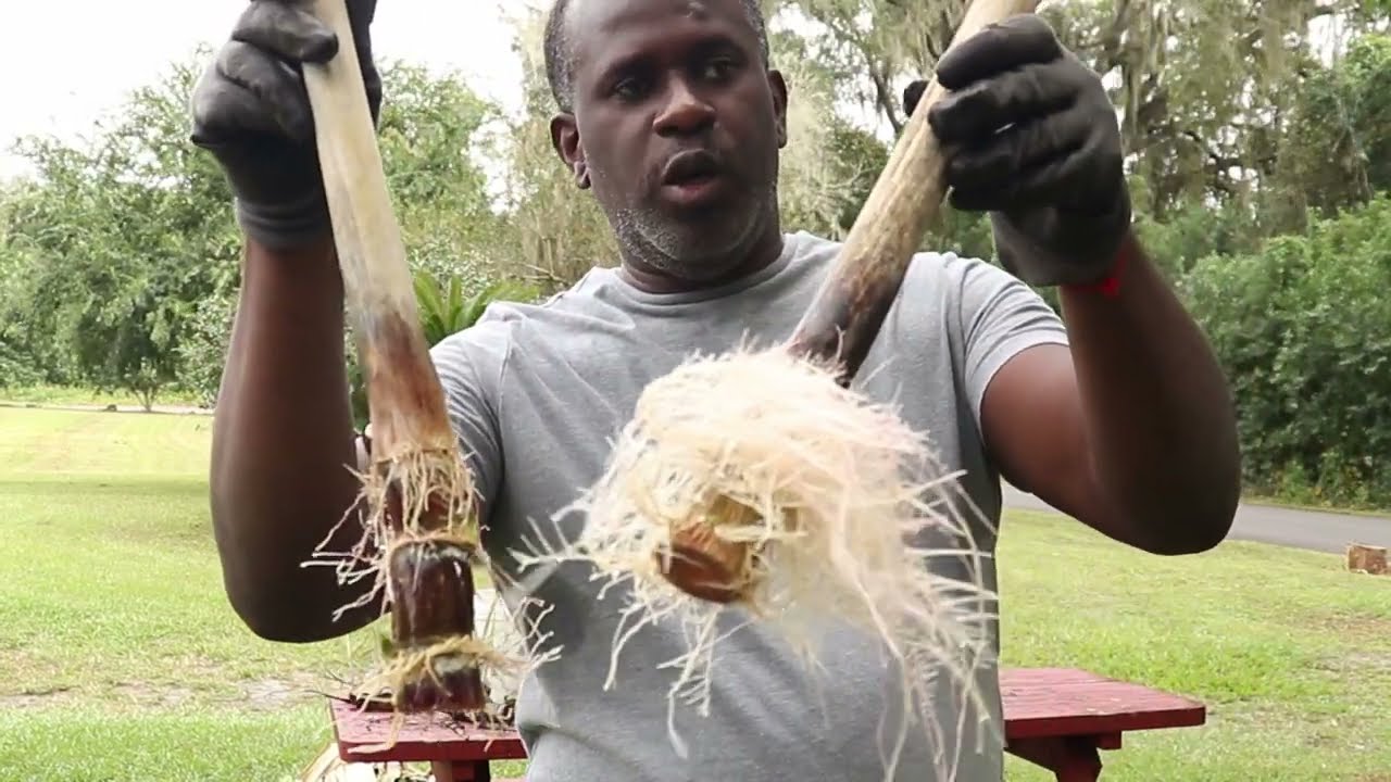 How to grow sugarcane at home {Starting sugar cane in water} VID#1