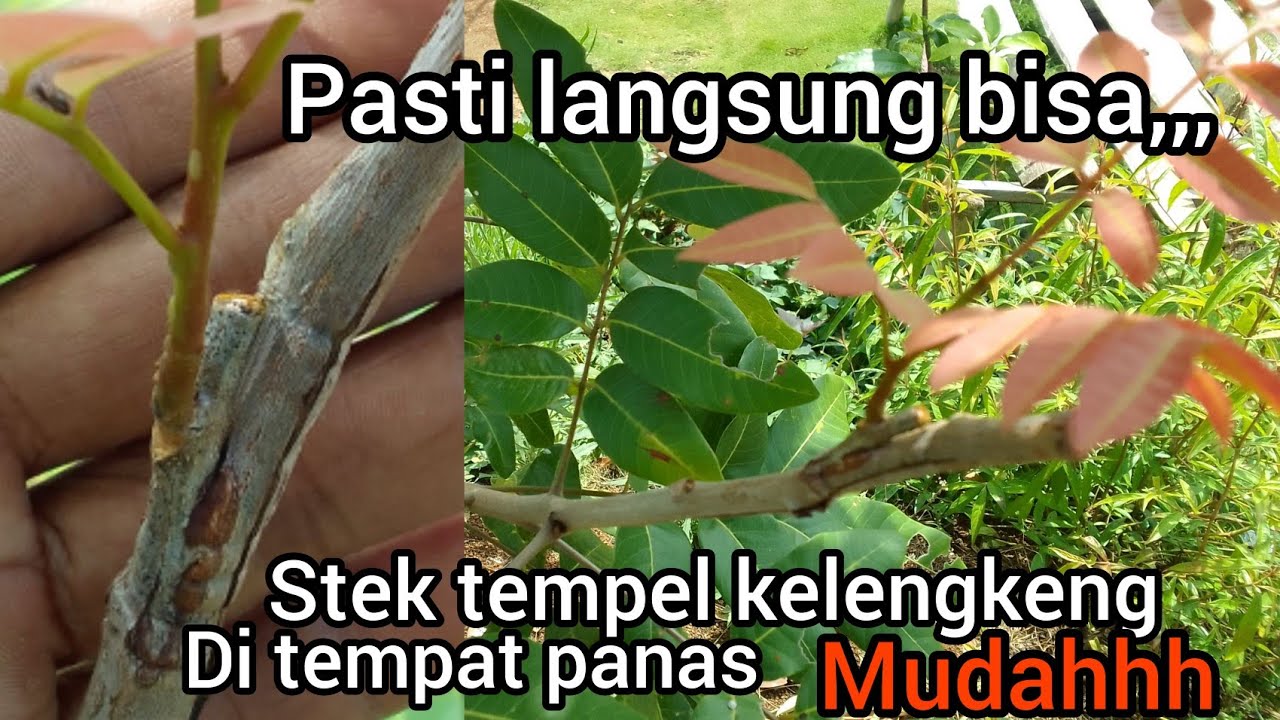 cara tempel 1 mata tunas pohon kelengkeng yang mudah berhasil di tempat terbuka