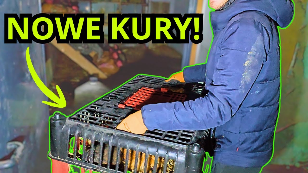 Nocna akcja KURY - nowe NIOSKI w stadzie!