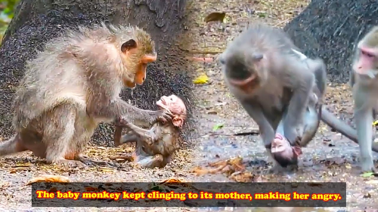 The mother monkey wanted to run away from her baby, the baby monkey chased and clung to its mother.