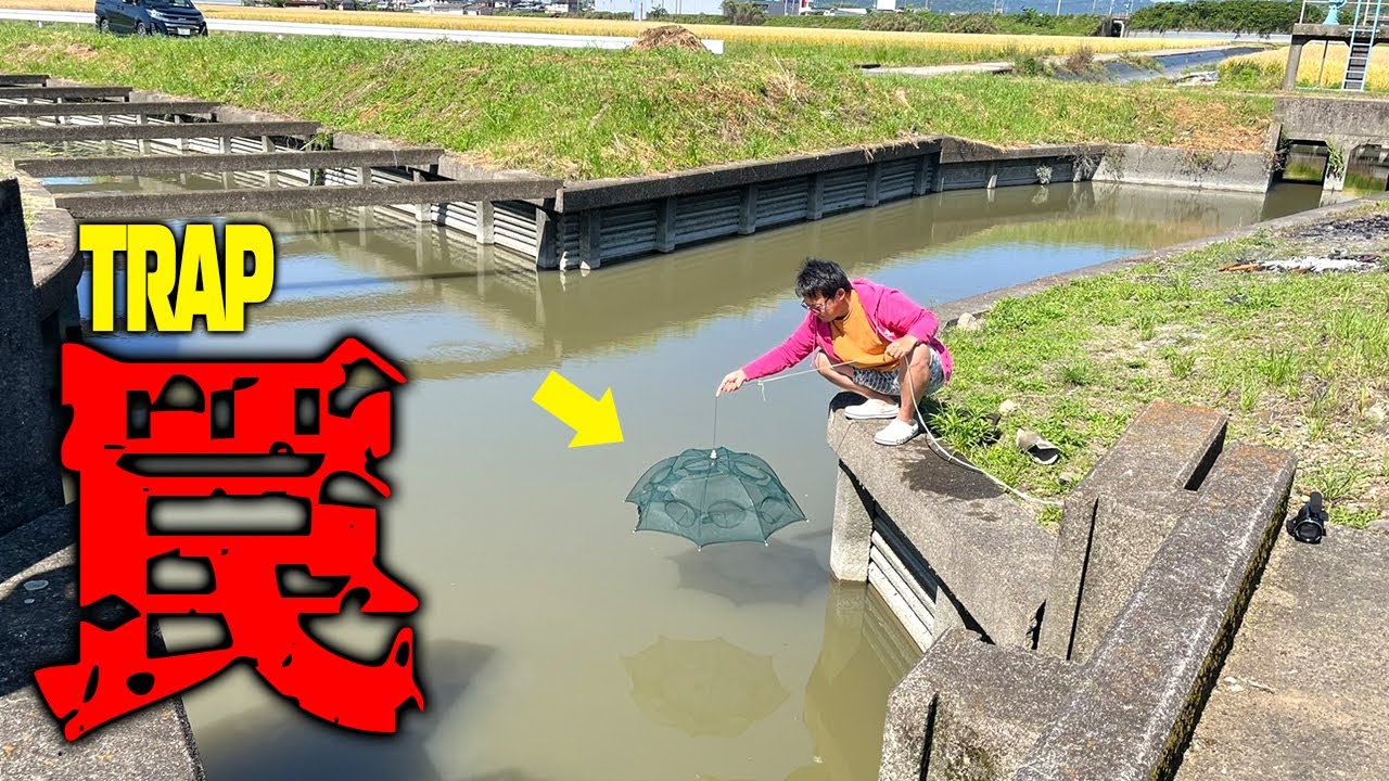 【大量捕獲】一晩罠を仕掛けたらとんでもない量の…