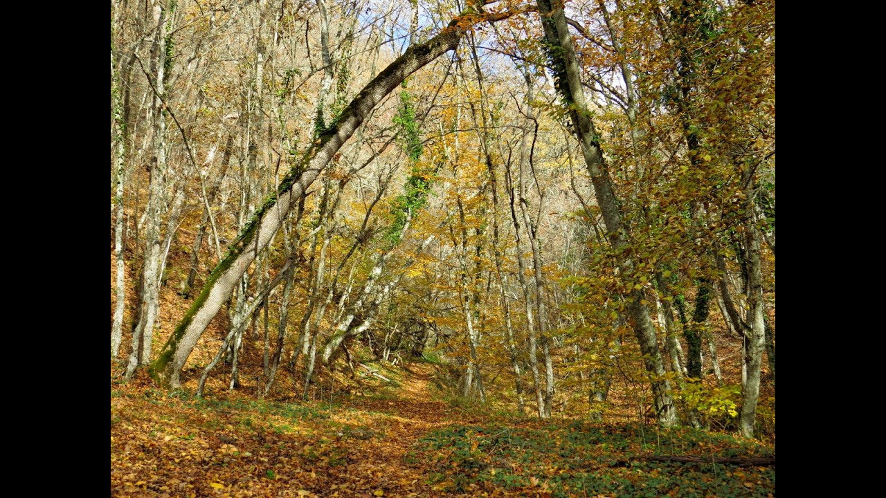 Осень в урочище Кизилташ. Часть 2.
