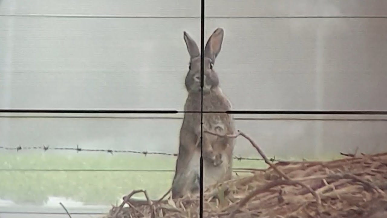 Rabbit Hunting Australia - .22LR Rifle Set up, and Target Shooting. 