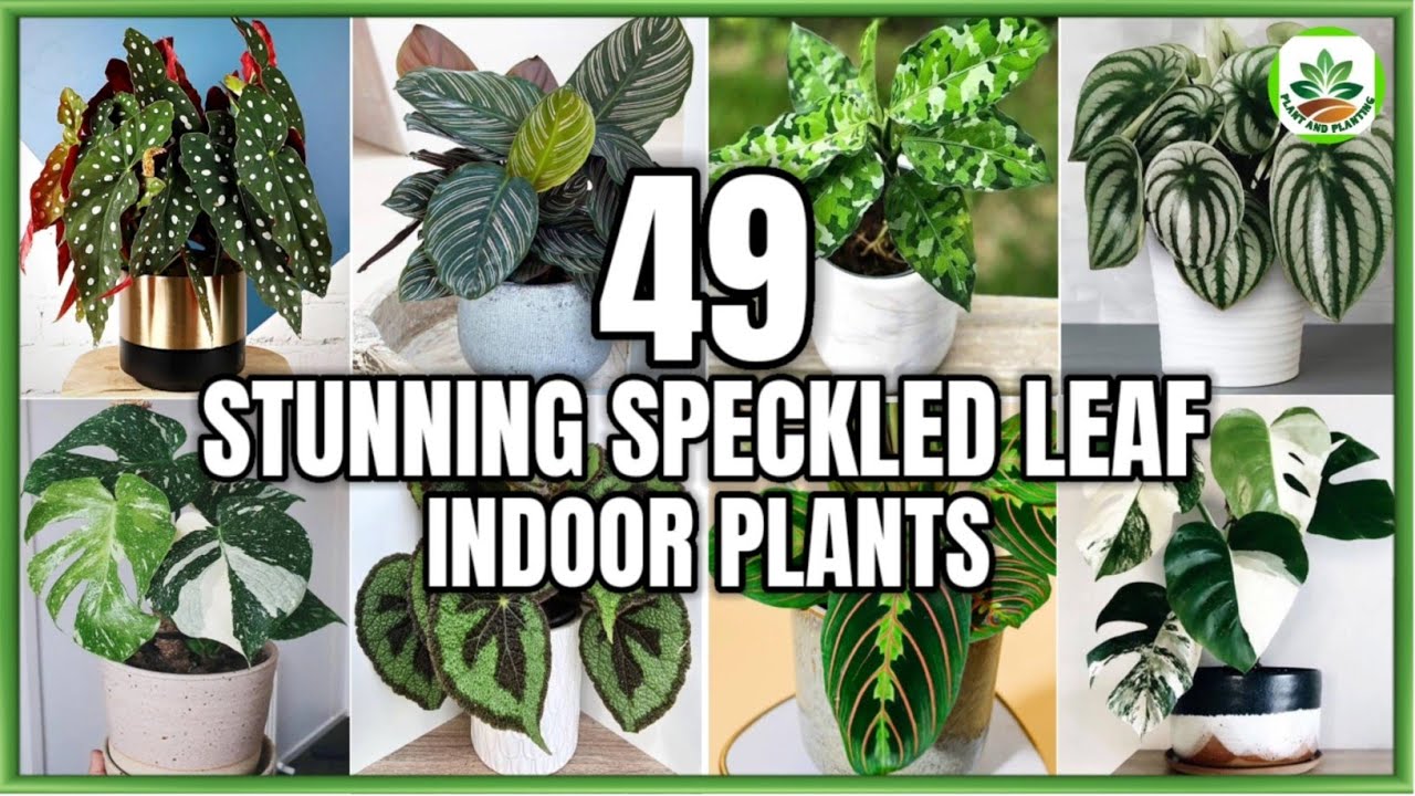 49 Speckled Leaf Indoor Plants | Indoor Variegated Plants with Patterns | Plant and Planting