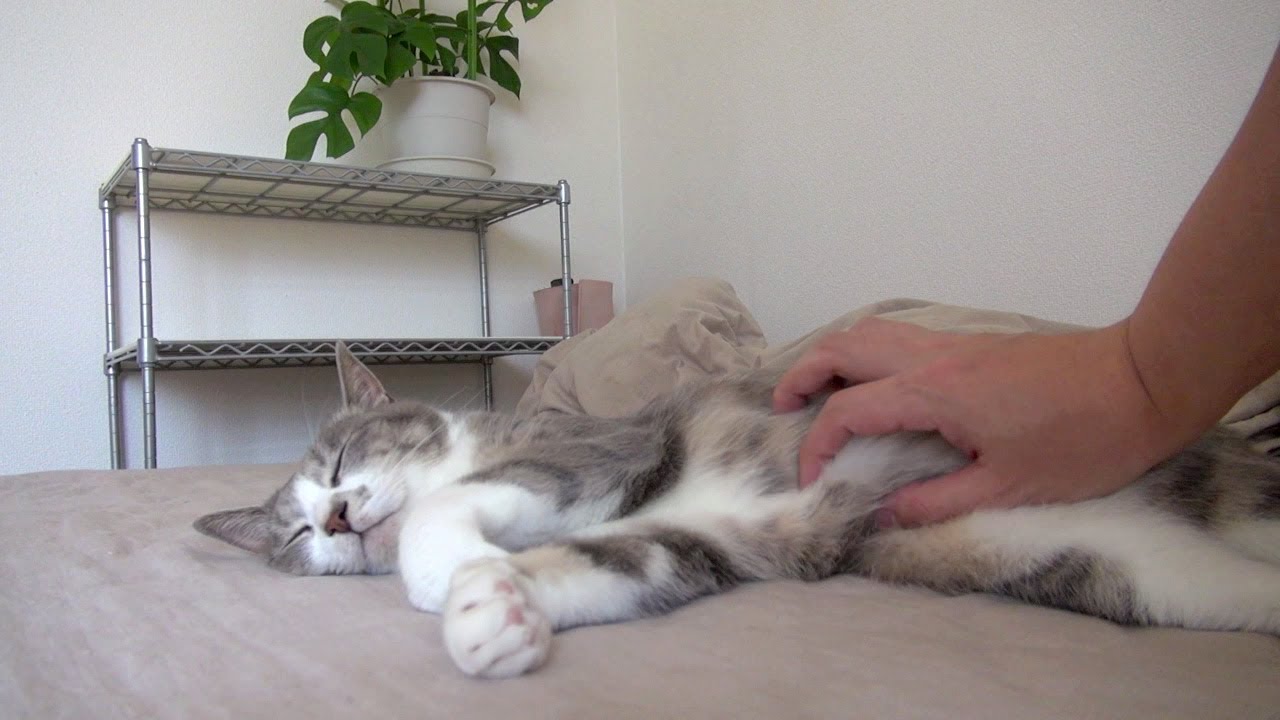 モアレは静かに眠りたい - Sleeping Cat -