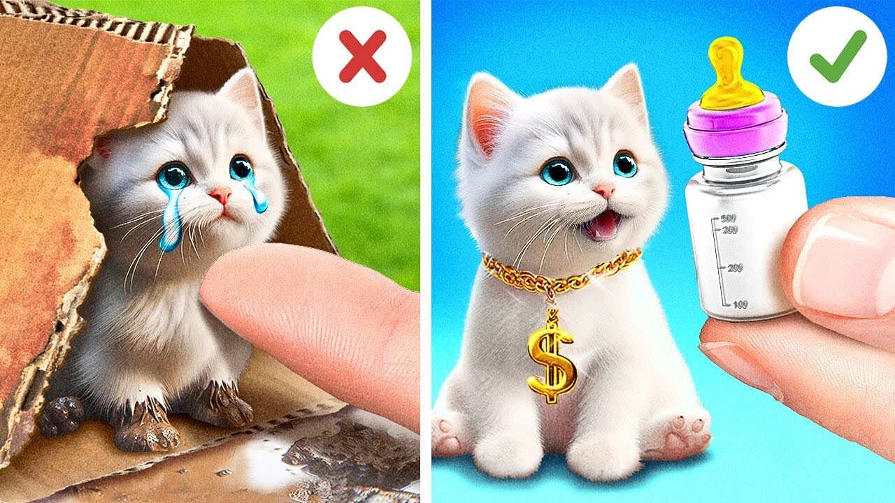 Não chore, gatinho fofo! 💖🐱 Resgate este pobre gato das ruas