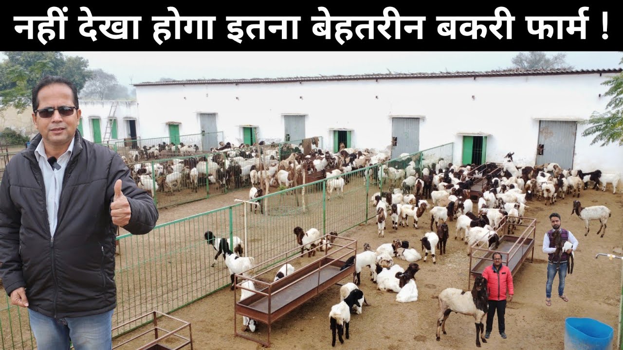 इंजीनियर साहब का बकरी फार्म | पिछले 6 साल से कर रहे हैं Goat Farming