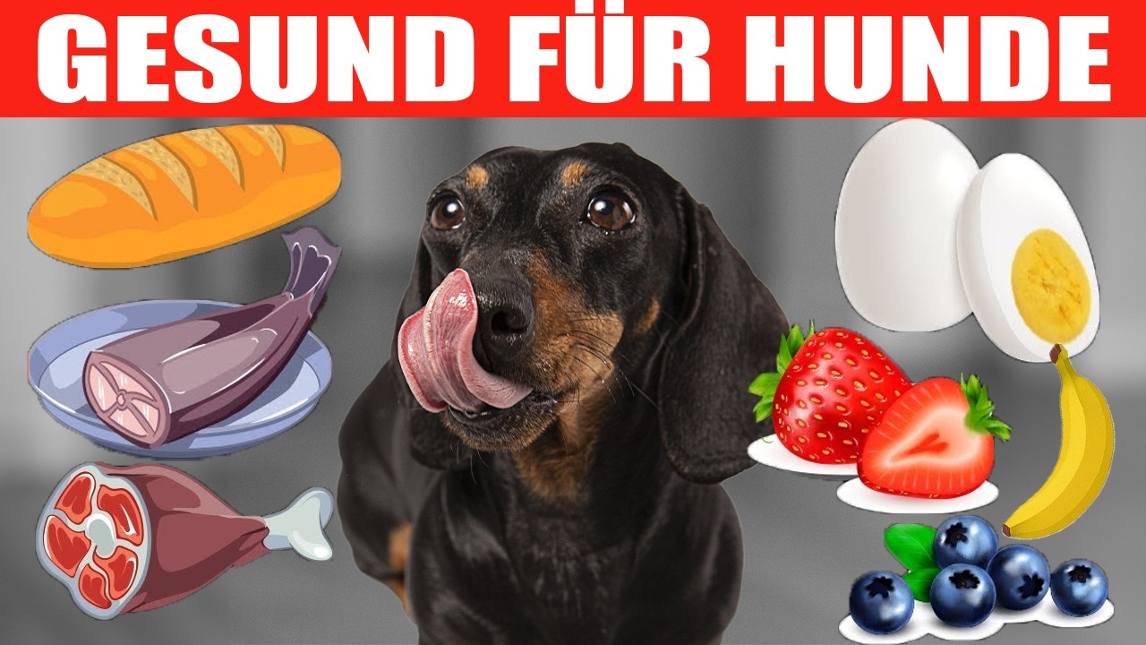 Menschliches ESSEN vom TISCH, Das DEINEM HUND Nicht Schadet!