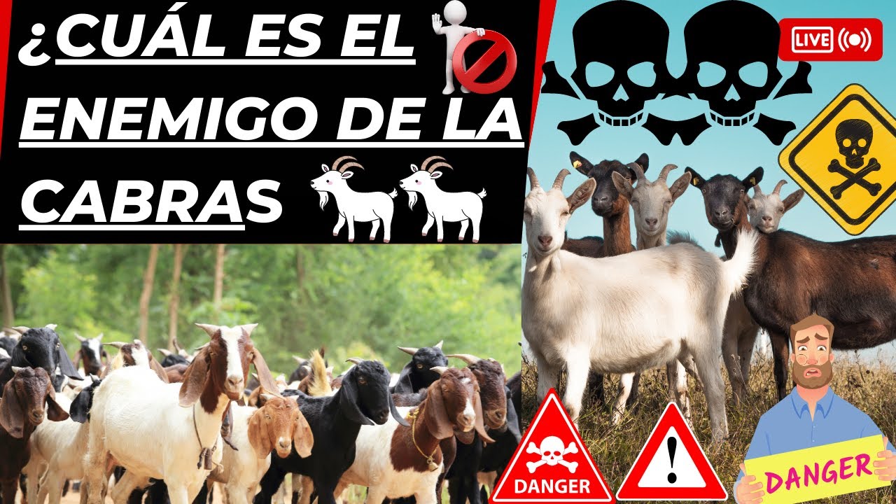 &iquest;Cu&aacute;l es el enemigo de la cabra 2024 LAS MEJORES RAZAS