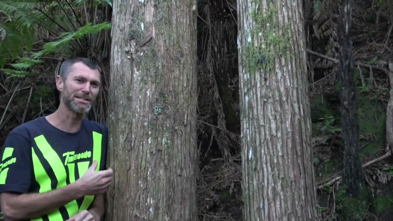 Freestyle Silviculture   -  Totara