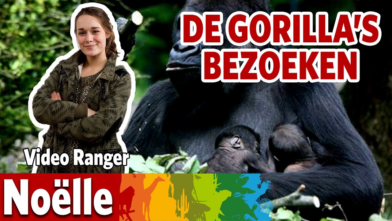 Ik ga gorilla's verzorgen!