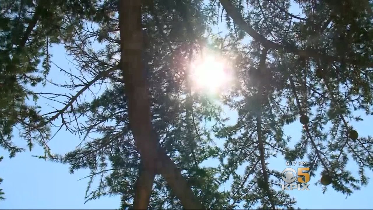 San Bruno Neighbors Rally To Keep Two Old Trees In City's Plan For New Park