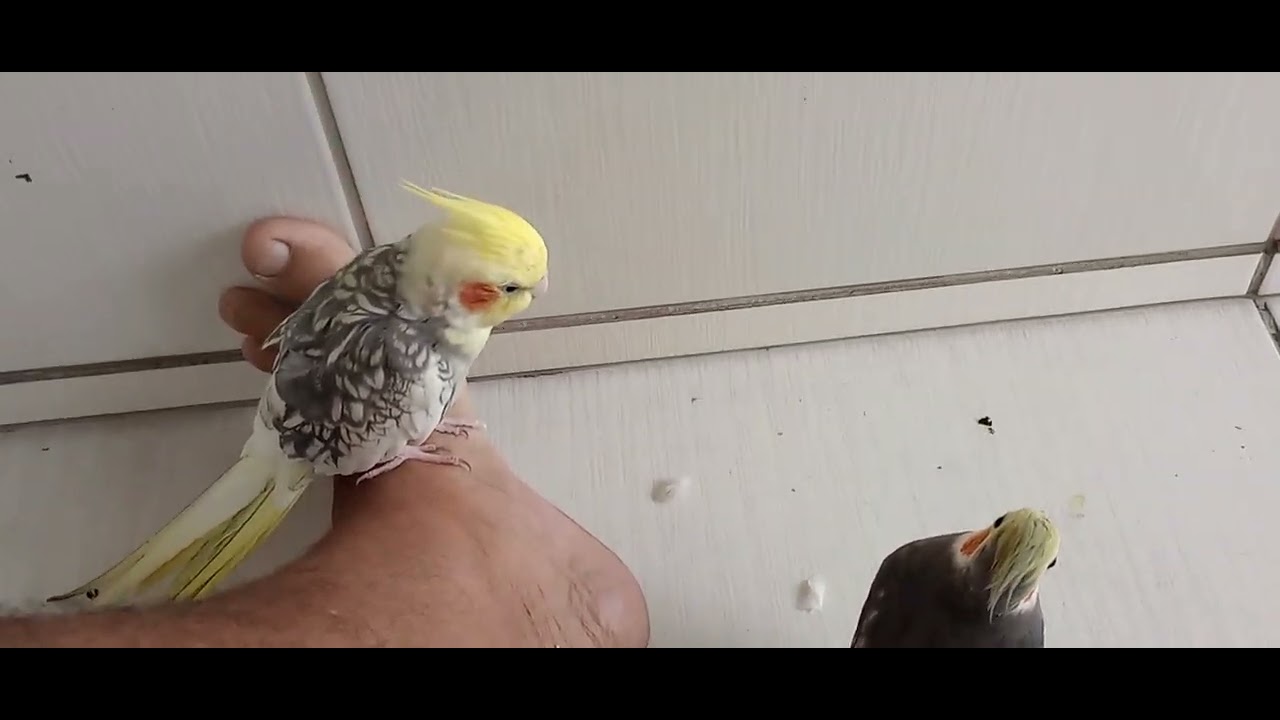 11 de janeiro de 2026