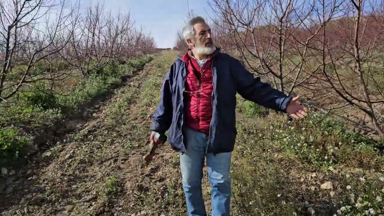 La potatura del pesco : la formazione che non c'è!