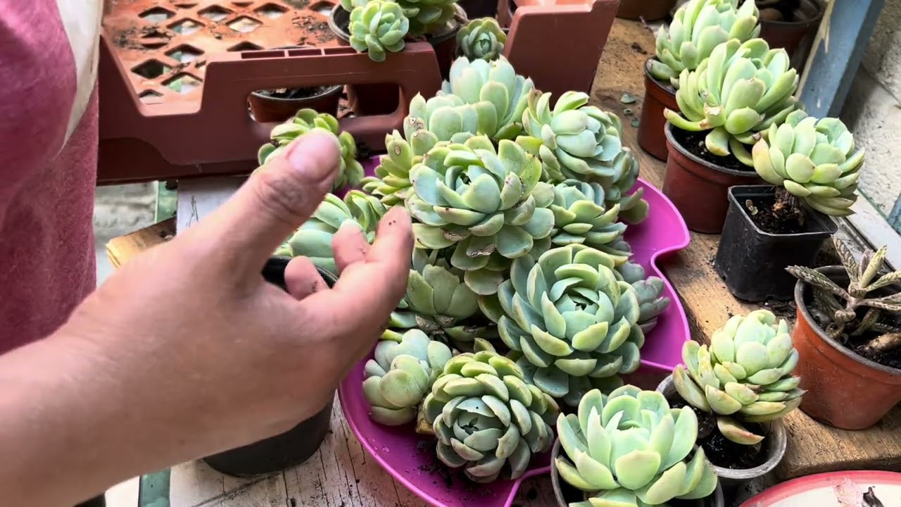 Vamos a recuperar mis elegans !!🌵🫶🏻