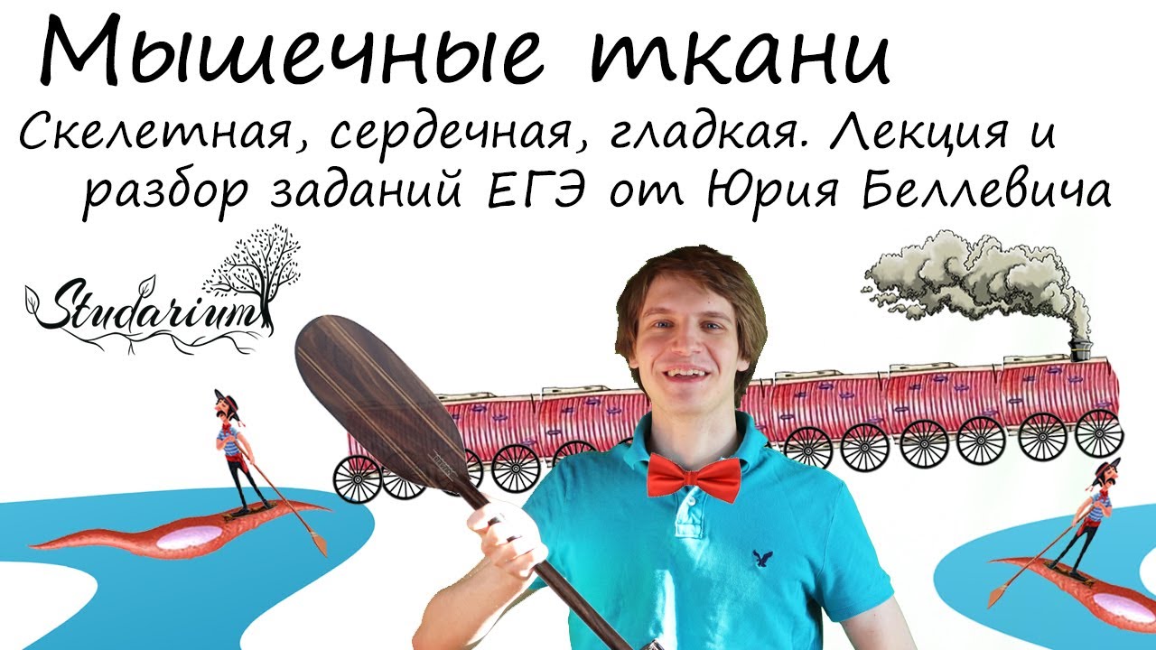 Мышечные ткани. Скелетная, сердечная, гладкая. Лекция и разбор заданий от Юрия Беллевича
