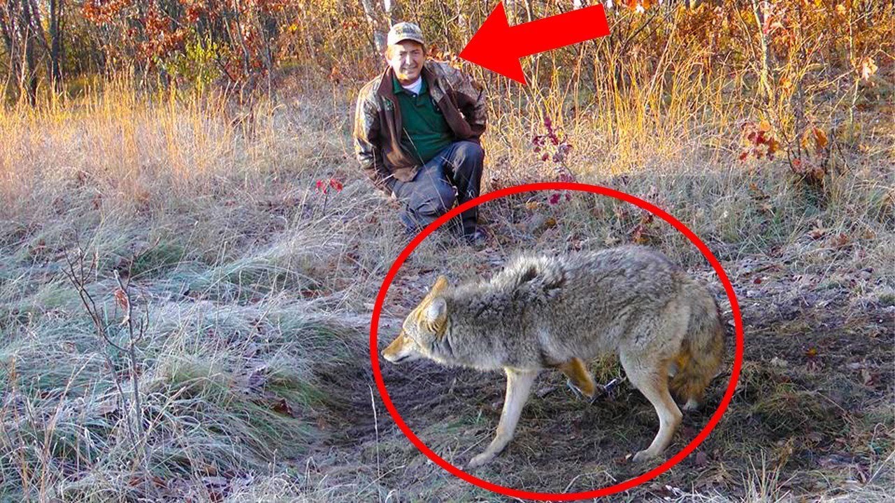 This Wolf Pleaded To The Man For Help. What He Did Was Unexpected!