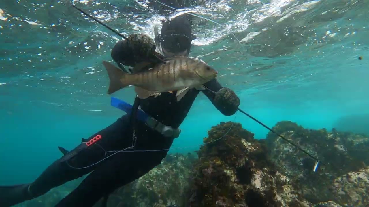 Spearfishing Shellharbour - NSW South Coast