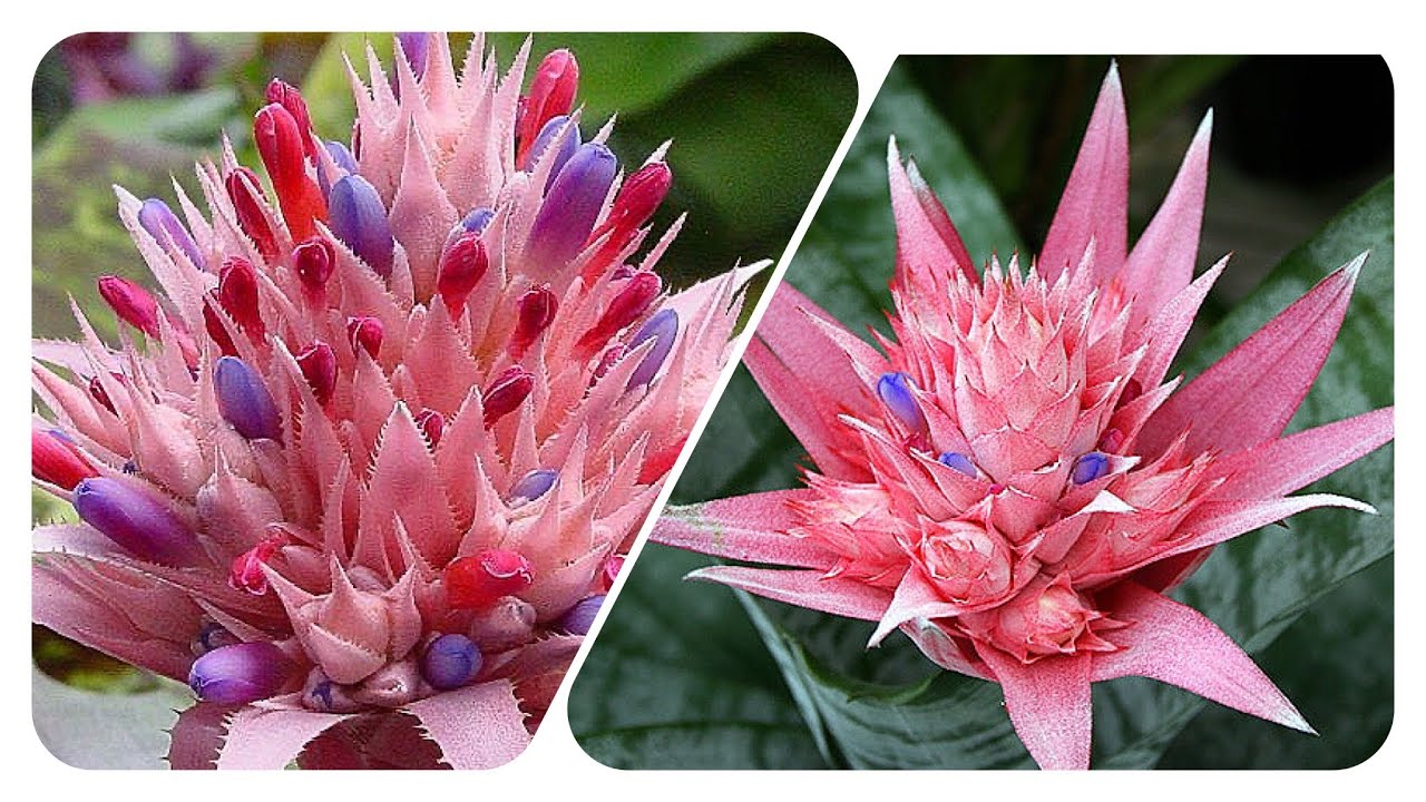 Bromelia rosada | fasciata | aechmea