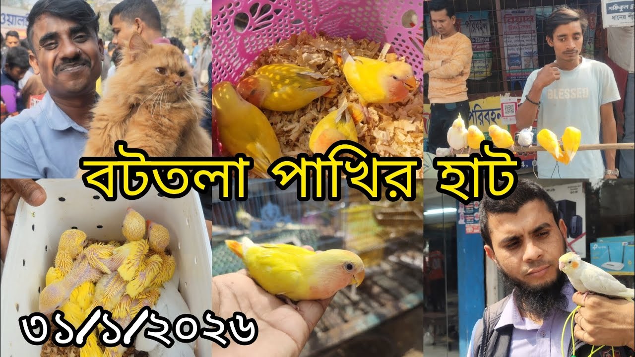 ৩১/১/২০২৬ || বটতলা পাখির হাট || টেম পাখি || হলুদ টিয়া || লাভ বার্ড পাখি || পার্সিয়ান বিড়াল। 