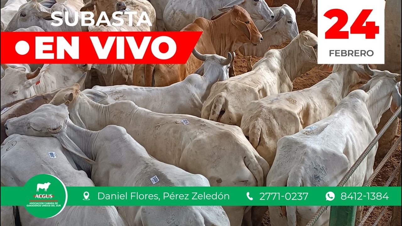 🟥🟥SUBASTA GANADERA | Martes 24 de febrero del 2026🟥🟥