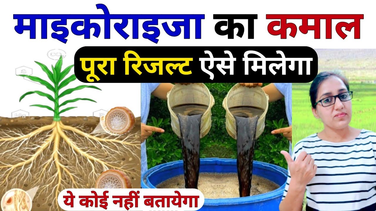 खेती में माइकोराइजा का सही उपयोग | mycorrhiza bio fertilizer | Humic Acid fertilizer | gehu ki kheti