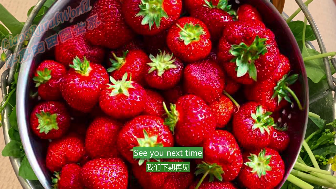Winter Maintenance/Care for Strawberries|草莓的冬季维护W/English Subtitles中英文字幕