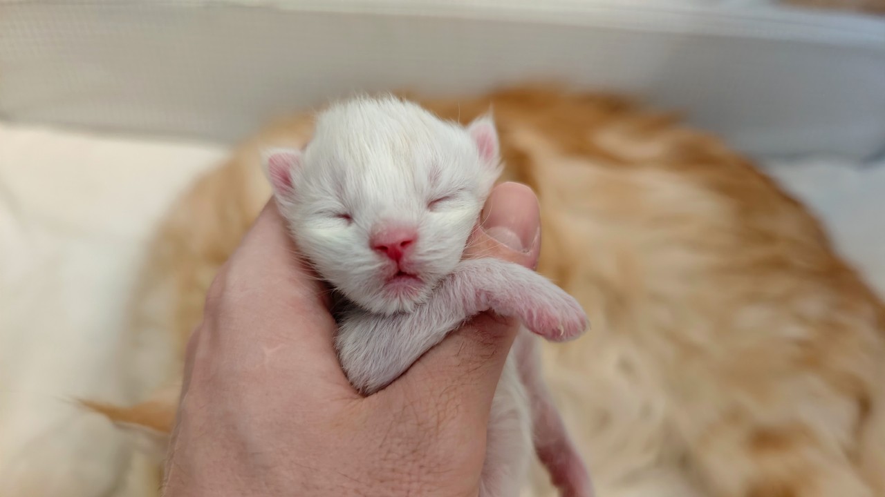 Can You Resist a Little Kitten?