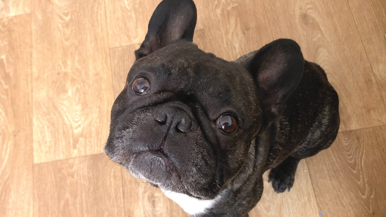 Cute French Bulldog evaluates my culinary skills
