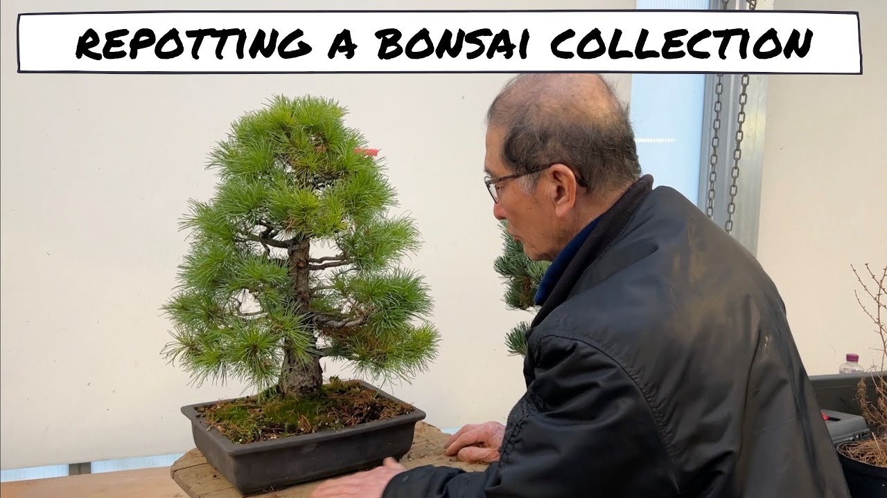 Repotting a Bonsai Collection