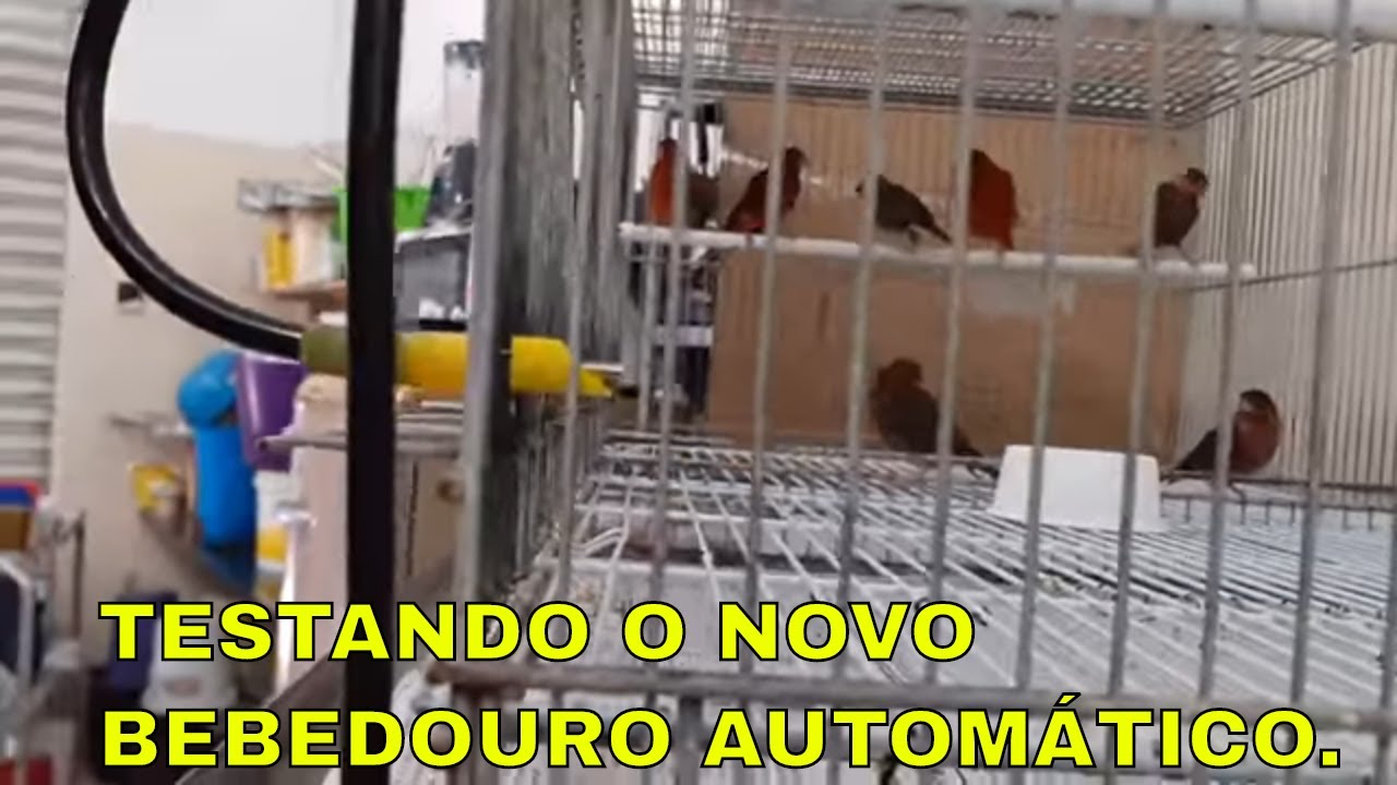 TESTANDO O NOVO BEBEDOURO AUTOMÁTICO.