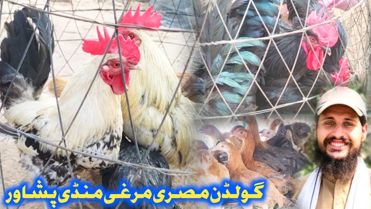 Golden Misri Murgha Mandi Peshawar 2023 | Golden Misri Chicks For Sale 2024 | Izhar Ali Shah Vlogs