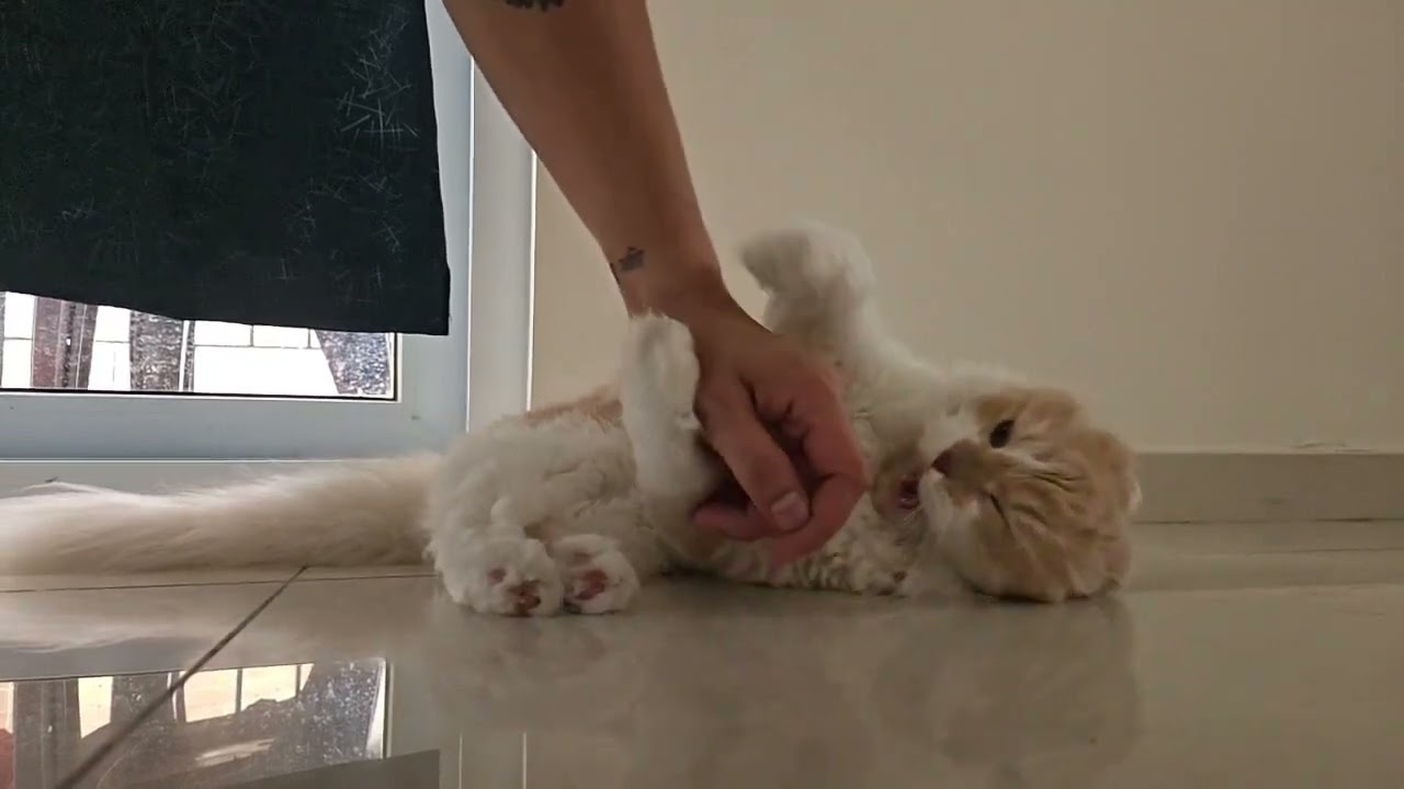 Cat attacking dad’s hand in slow motion 😹 | Mizuki